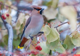 Свиристель55